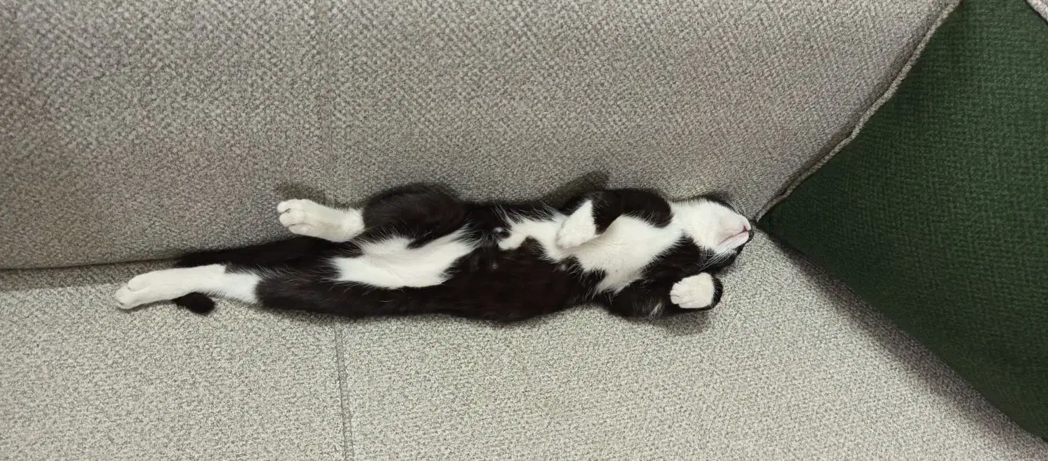 گربه گمشده|حیوانات|مشهد, گلشور|دیوار