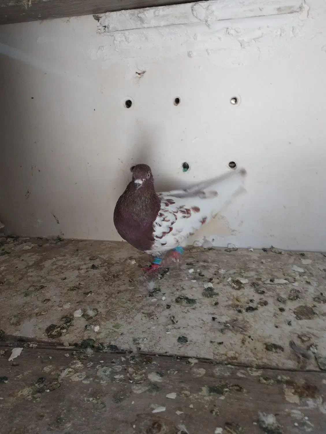 کفتر صید امری کله سرخ|پرنده|کاشمر, |دیوار