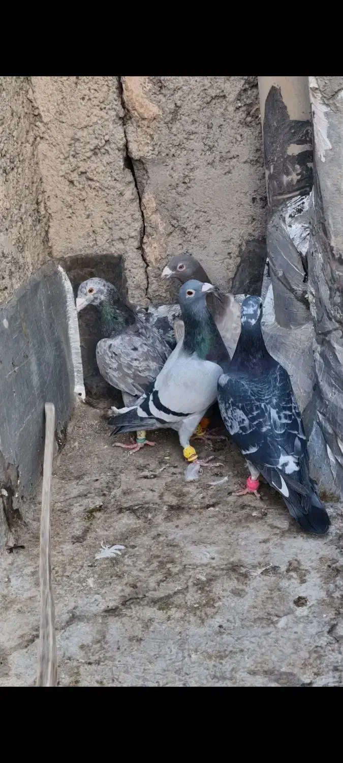 ۹ عدد پرشی دیوانه|پرنده|قزوین, |دیوار