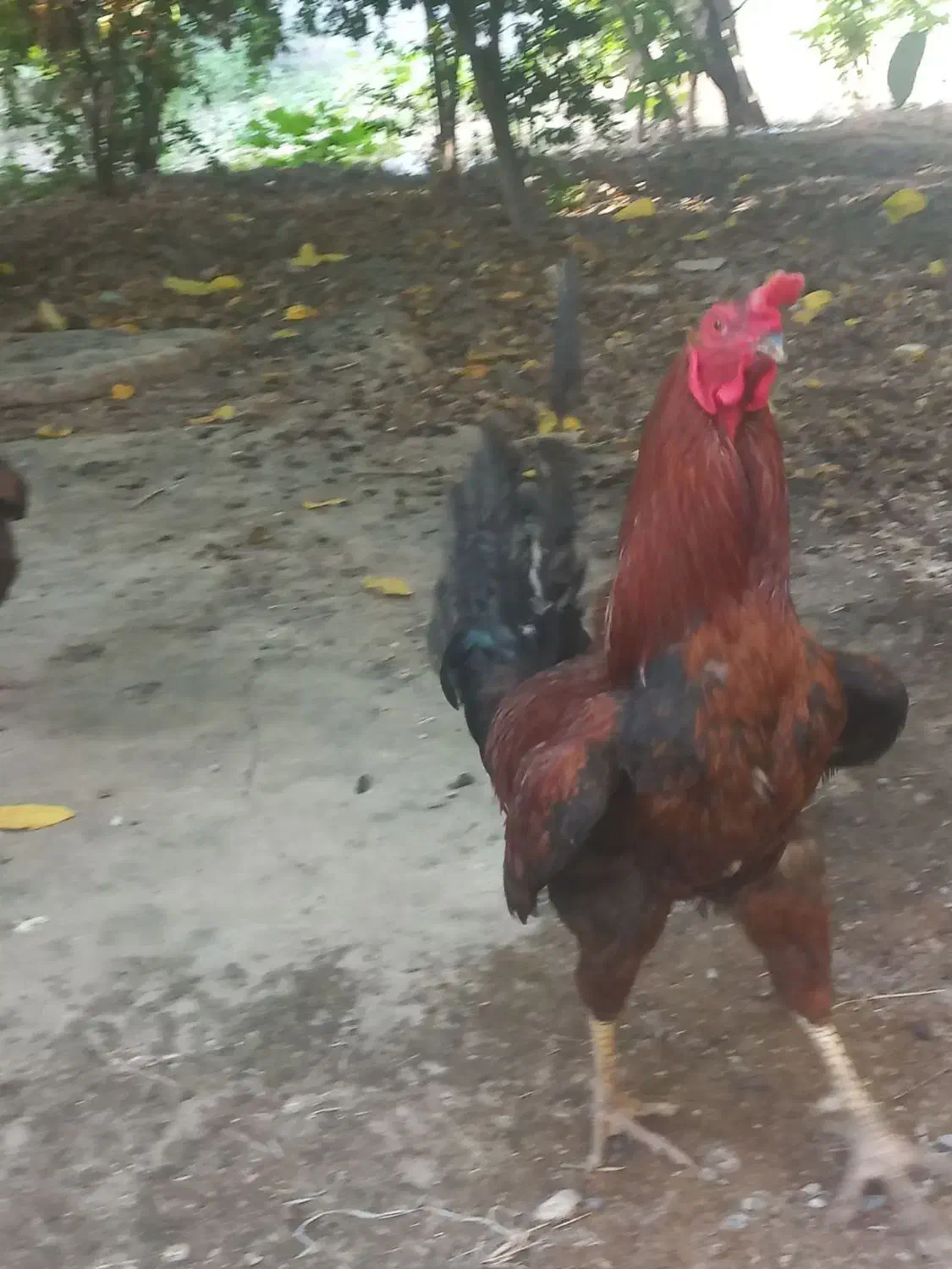 مرغ وخروس همراه مرغ عشق رایگان|حیوانات مزرعه|سنگدوین, |دیوار