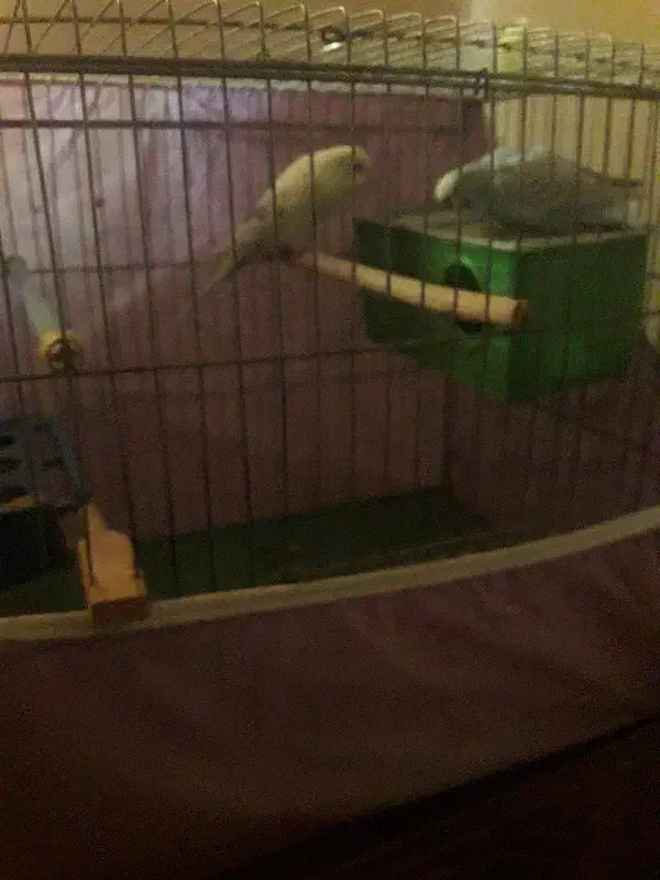 مرغ عشق|پرنده|مسجد سلیمان, |دیوار