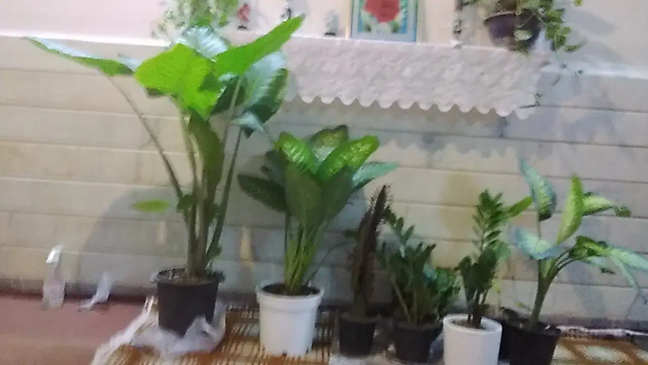 گل وگیاه طبیعی|گل و گیاه طبیعی|قم, باغ اشرافی|دیوار