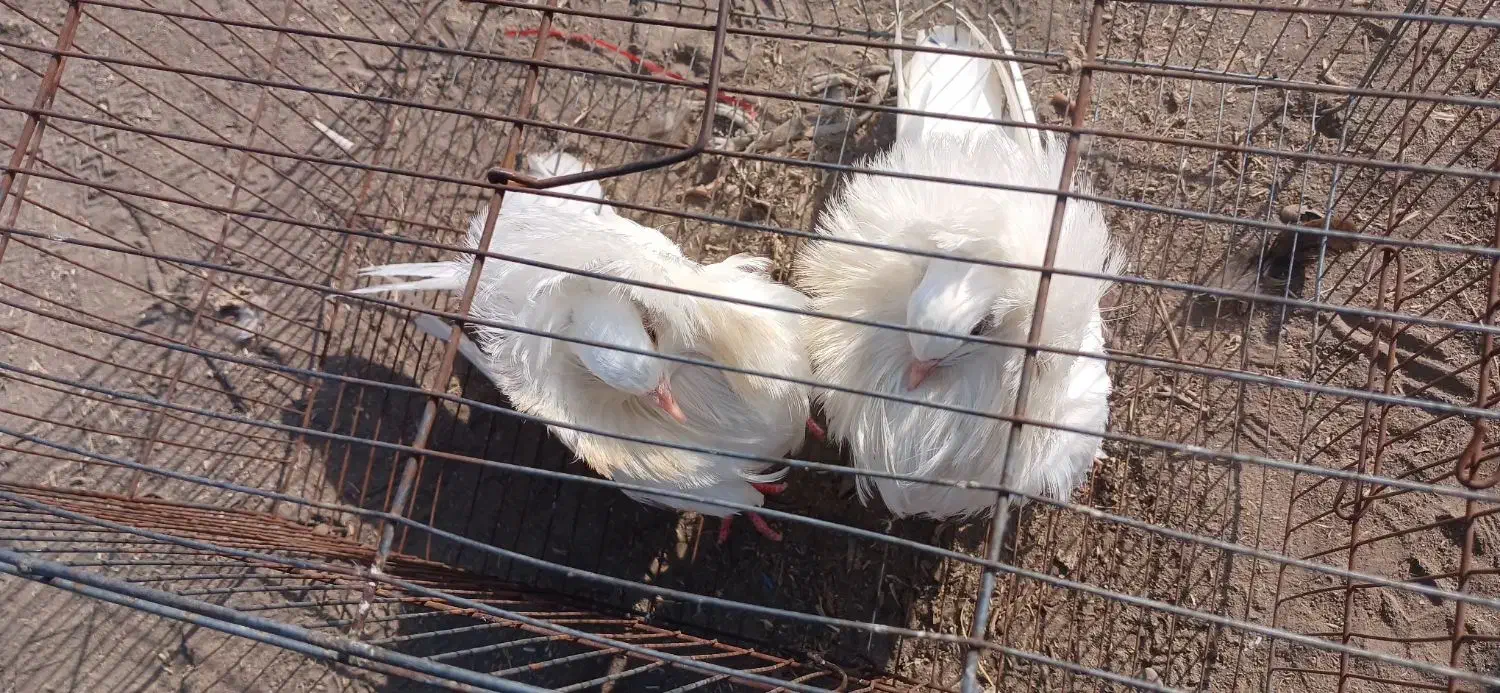 کبوتر شامپیون|پرنده|ارومیه, |دیوار