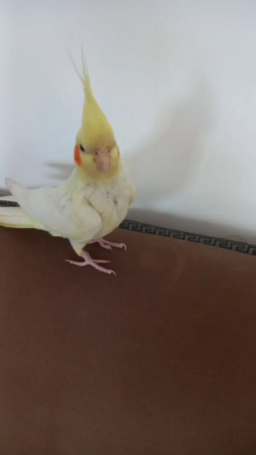 عروس  هلندی|پرنده|نرماشیر, |دیوار