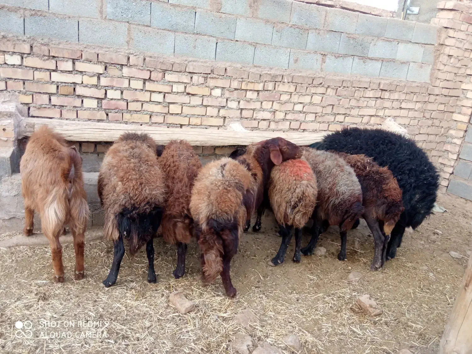 میش بردار|حیوانات مزرعه|طاغنکوه, |دیوار