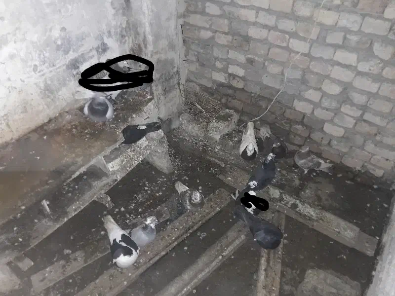 ده تا کبوتر|پرنده|شیروان (خراسان), |دیوار