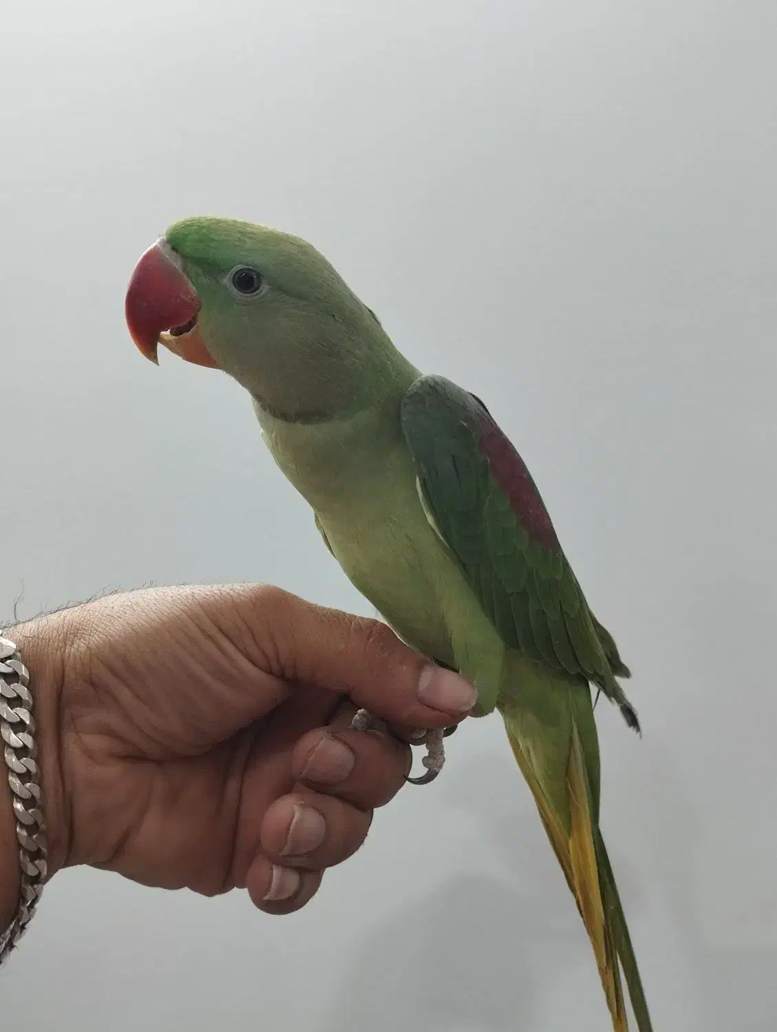 شاه طوطی|پرنده|کهریزک, |دیوار