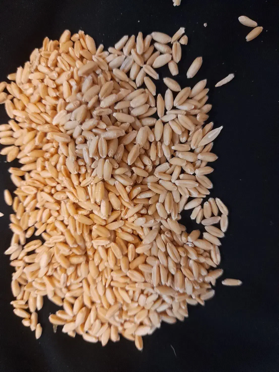 گندم آبی و دیم|خدمات باغبانی و درختکاری|بروجرد, |دیوار