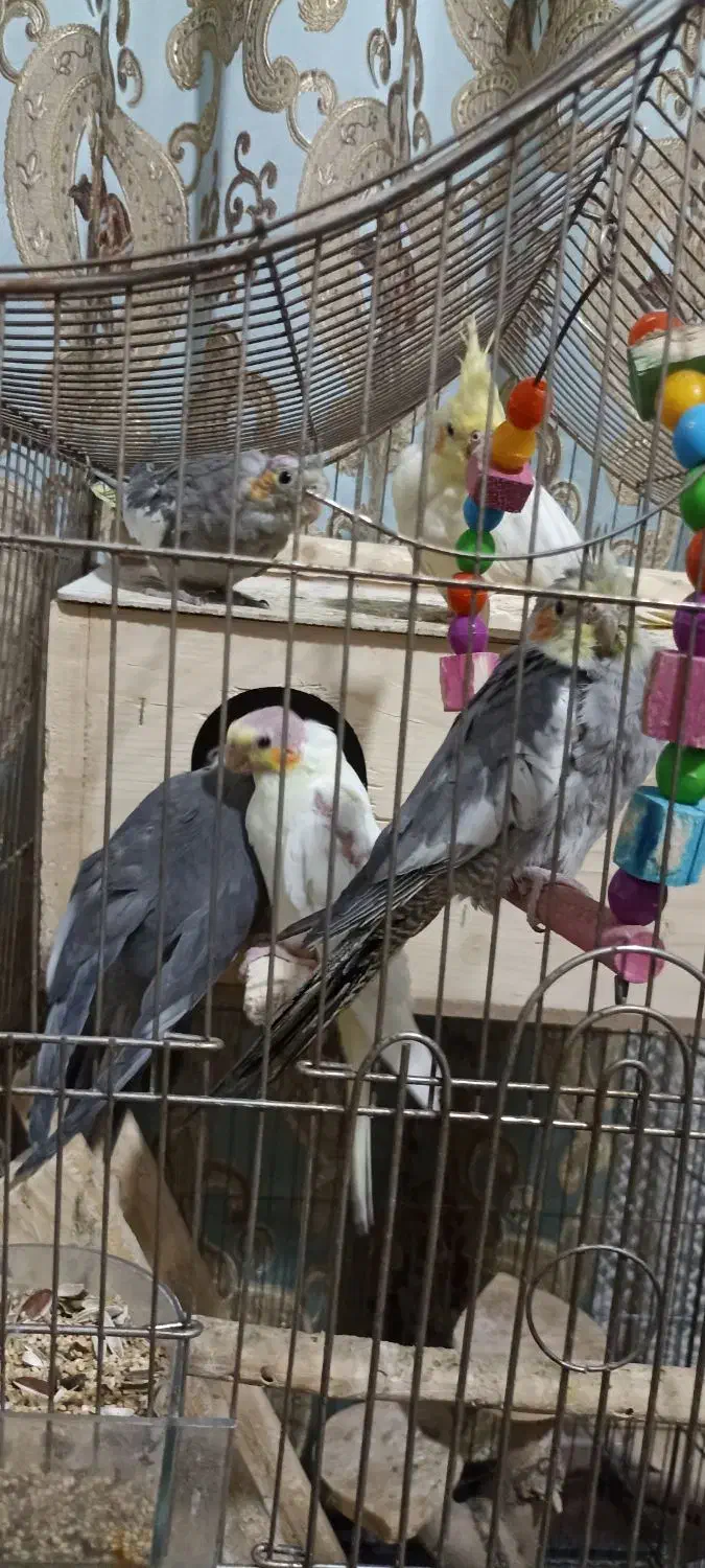 ۵ عدد عروس هلندی|پرنده|پاکدشت, پاکدشت (مامازند)|دیوار