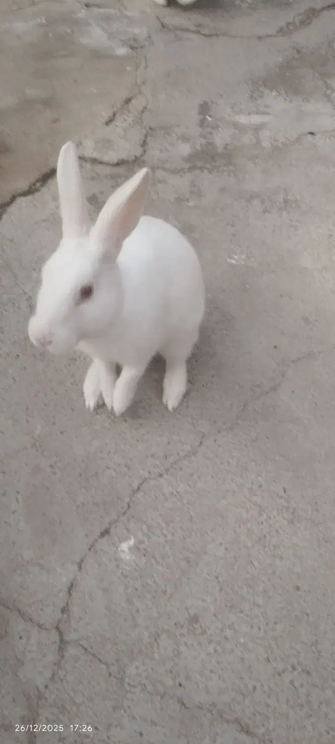 خرگوش چشم شرابی|موش و خرگوش|کوهدشت, |دیوار