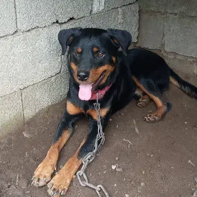 سگ رتوایلر|سگ|بندر انزلی, نیمه شعبان|دیوار