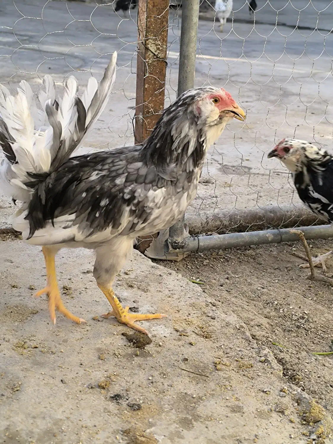 مرغ بالغ و خروس نیمچه گلین طوسی|حیوانات مزرعه|کرمانشاه, |دیوار