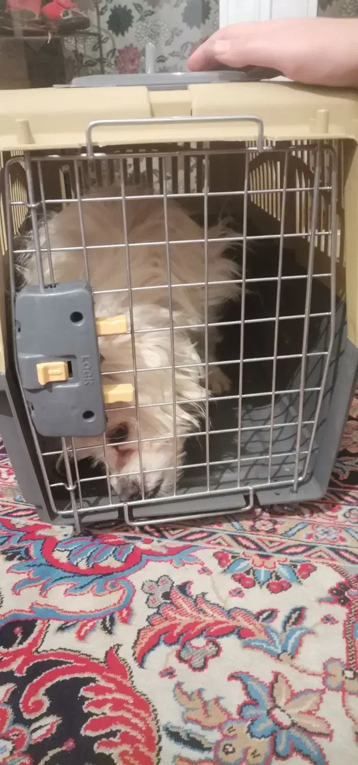 سگ پا کوتاه سفید. خیلی با نمک|سگ|یزد, |دیوار