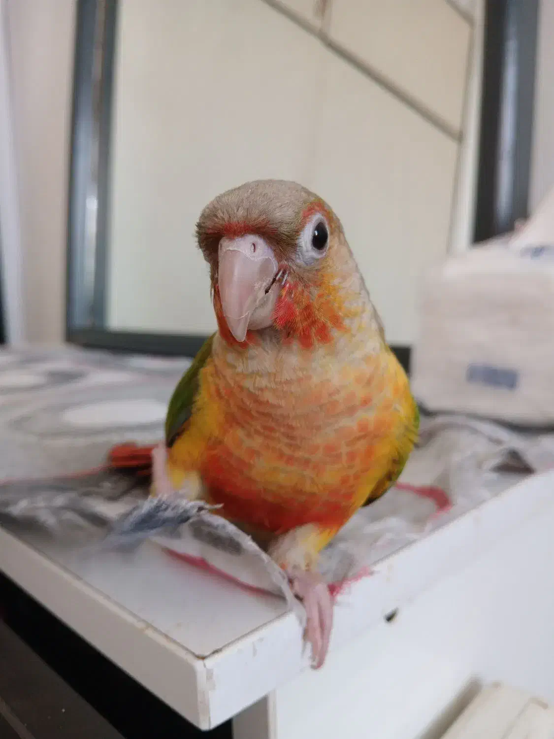 گرینچیک رام فول رد|پرنده|هشتگرد, شهرک آرتیمان|دیوار