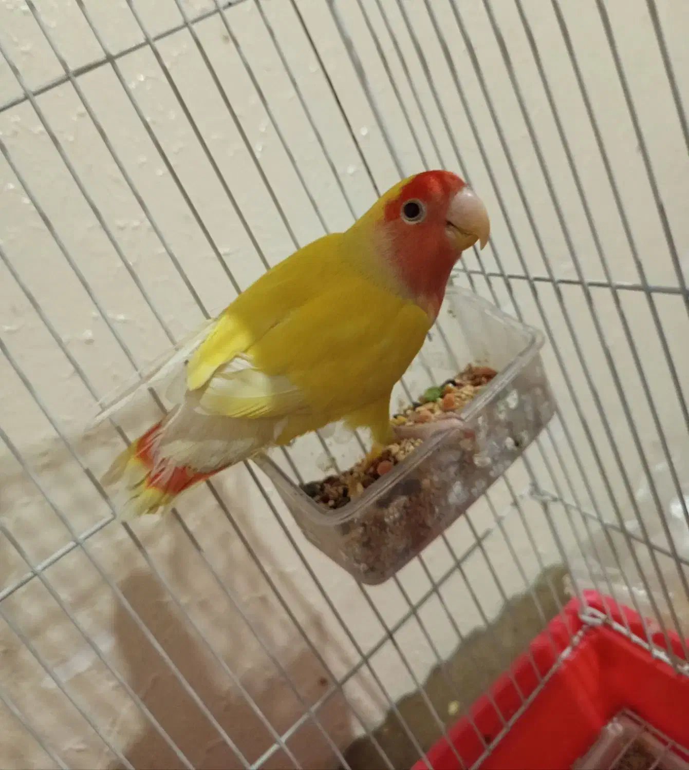 طوطی کوتوله|پرنده|اصفهان, پوریای ولی|دیوار