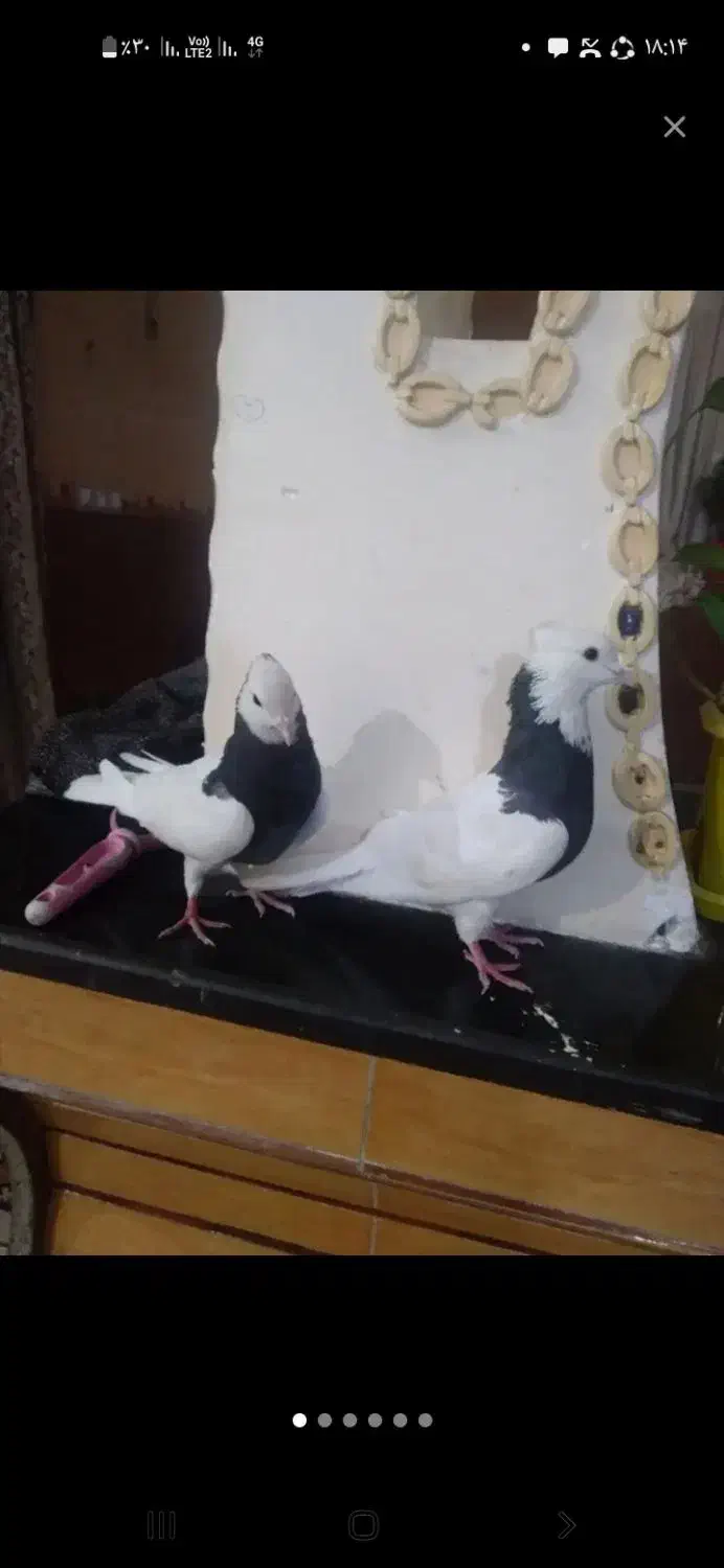 کبوترطوقی|پرنده|چرام, |دیوار