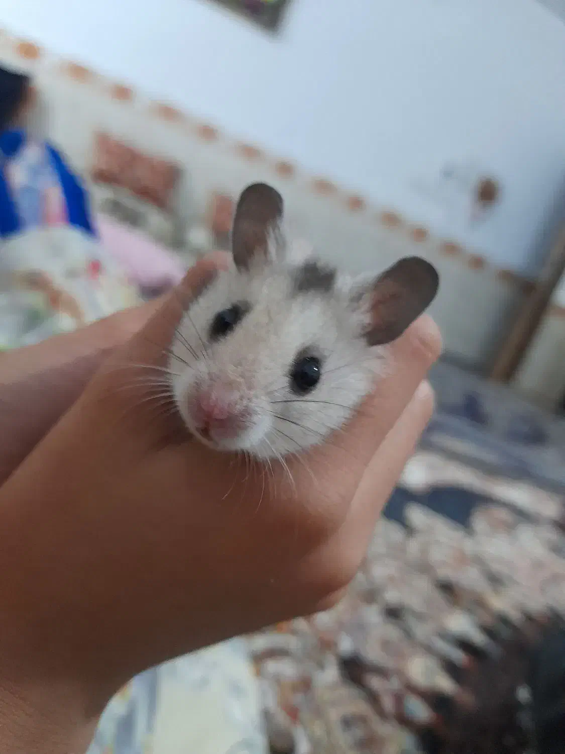 همستردستی|موش و خرگوش|چناران, |دیوار