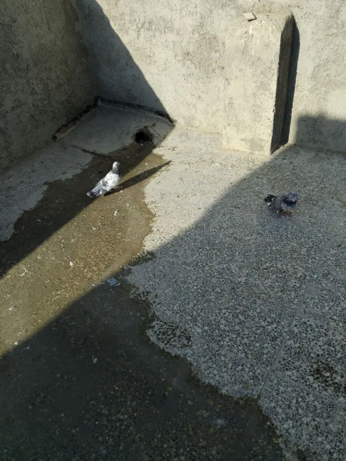 سوسکی|پرنده|پیر بکران, |دیوار