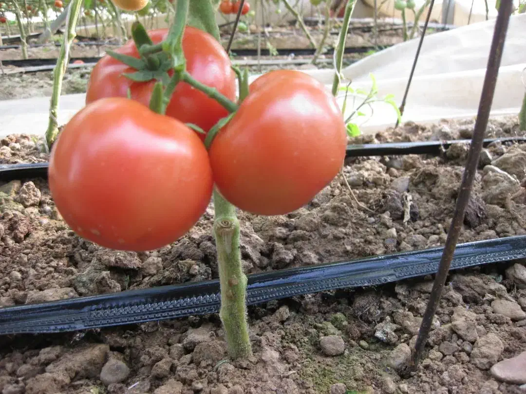 نوار تیپ با«ضمانت»|خدمات باغبانی و درختکاری|قم, تعویض پلاک|دیوار