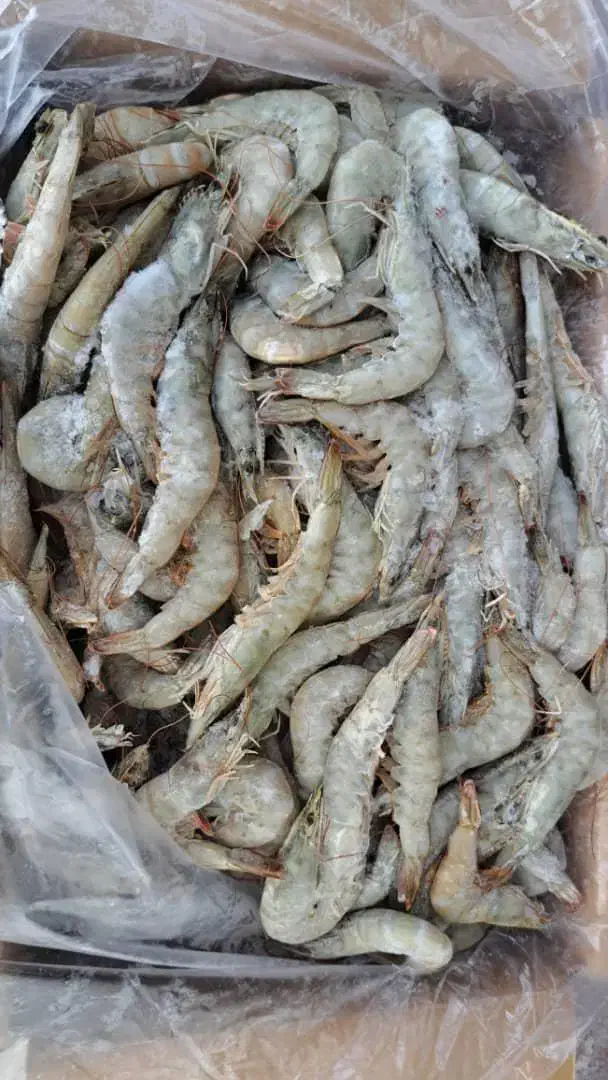 فروش میگو پرورشی|ماهی|بندرعباس, |دیوار