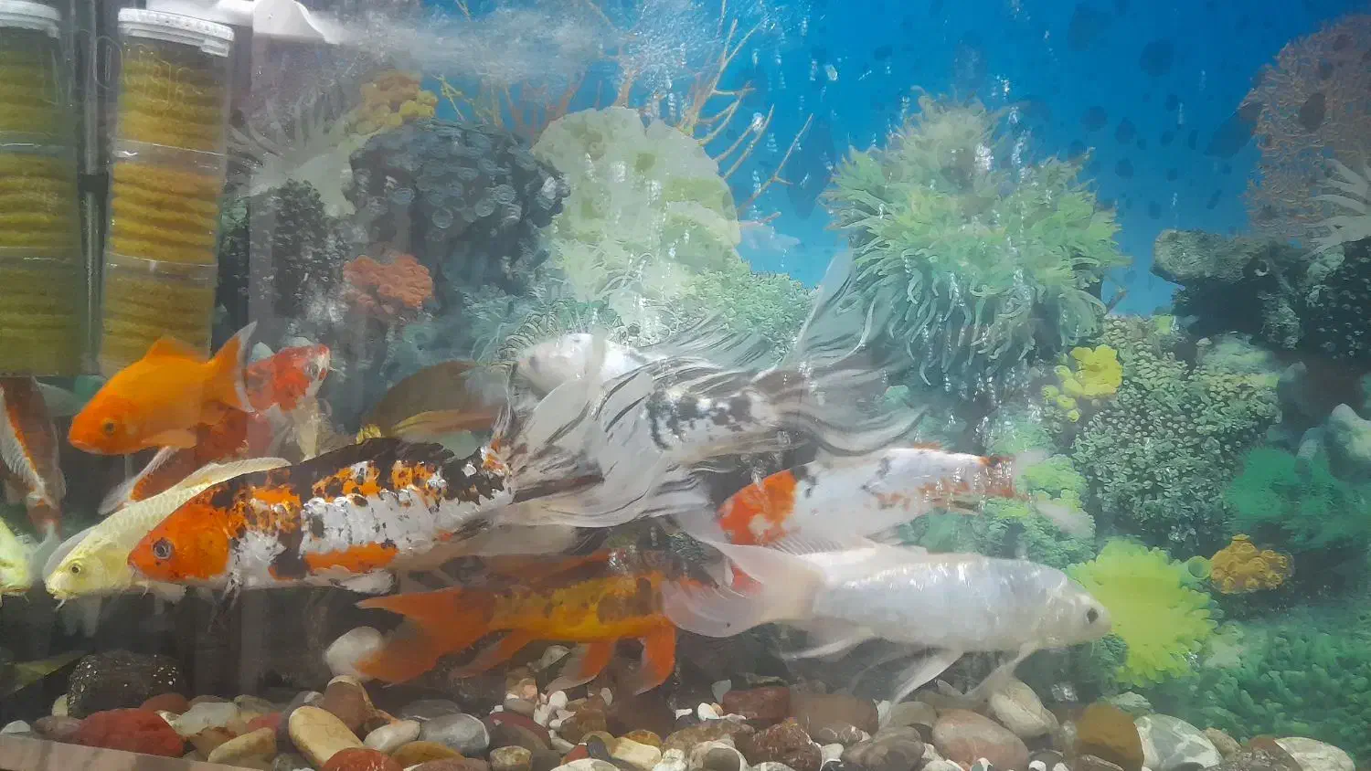 ماهی کوی درشت|ماهی|قدس, شهرقدس|دیوار