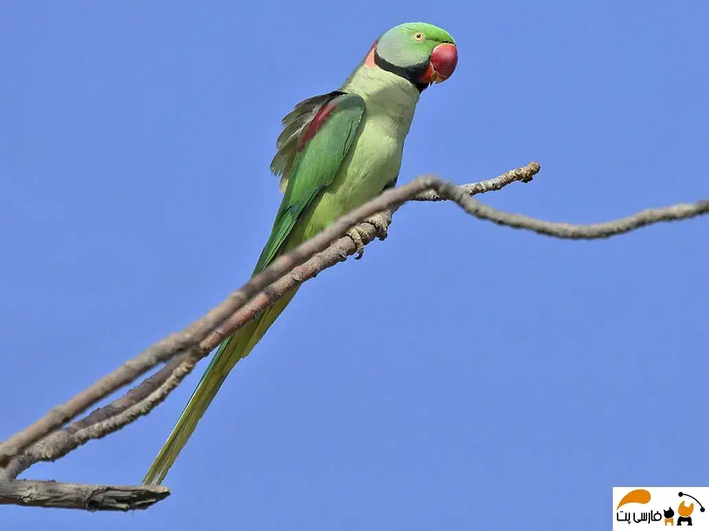 شاه طوطی نر|پرنده|شاهرود, |دیوار