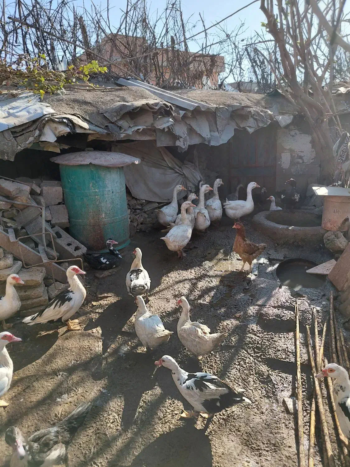 قوقاز پرو پاچه دار درشت بالغ|حیوانات مزرعه|گنبد کاووس, |دیوار