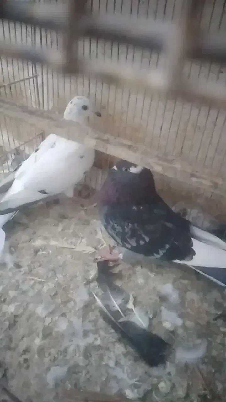 بچه کفتر مفلق|پرنده|یزد, |دیوار