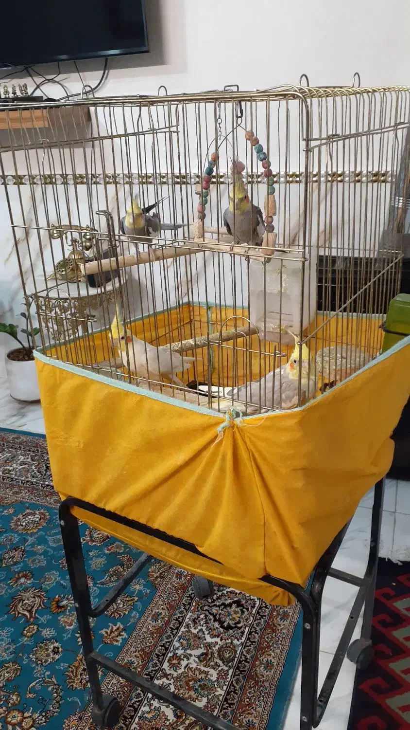 عروس هلندی مولد به همراه جوجه ها|پرنده|پاکدشت, پاکدشت (مامازند)|دیوار