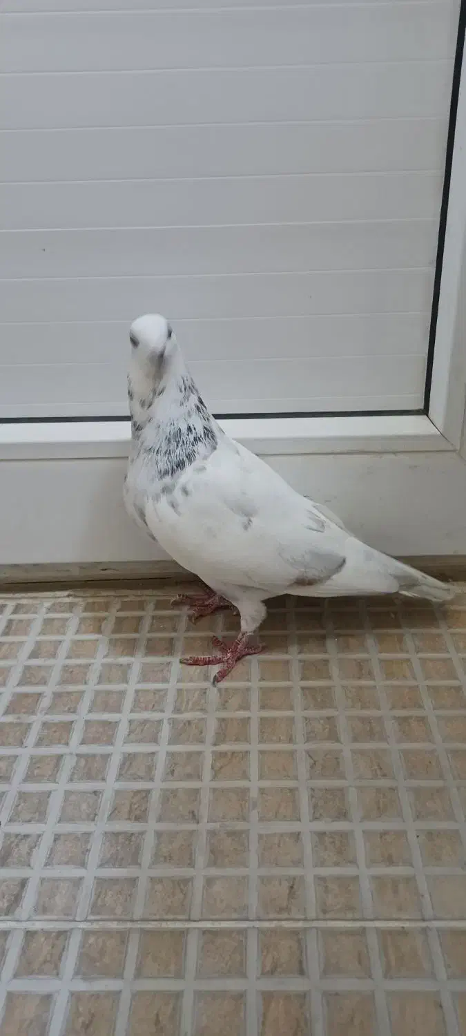 کبوتر گوره سفید جفت نر|پرنده|برازجان, |دیوار