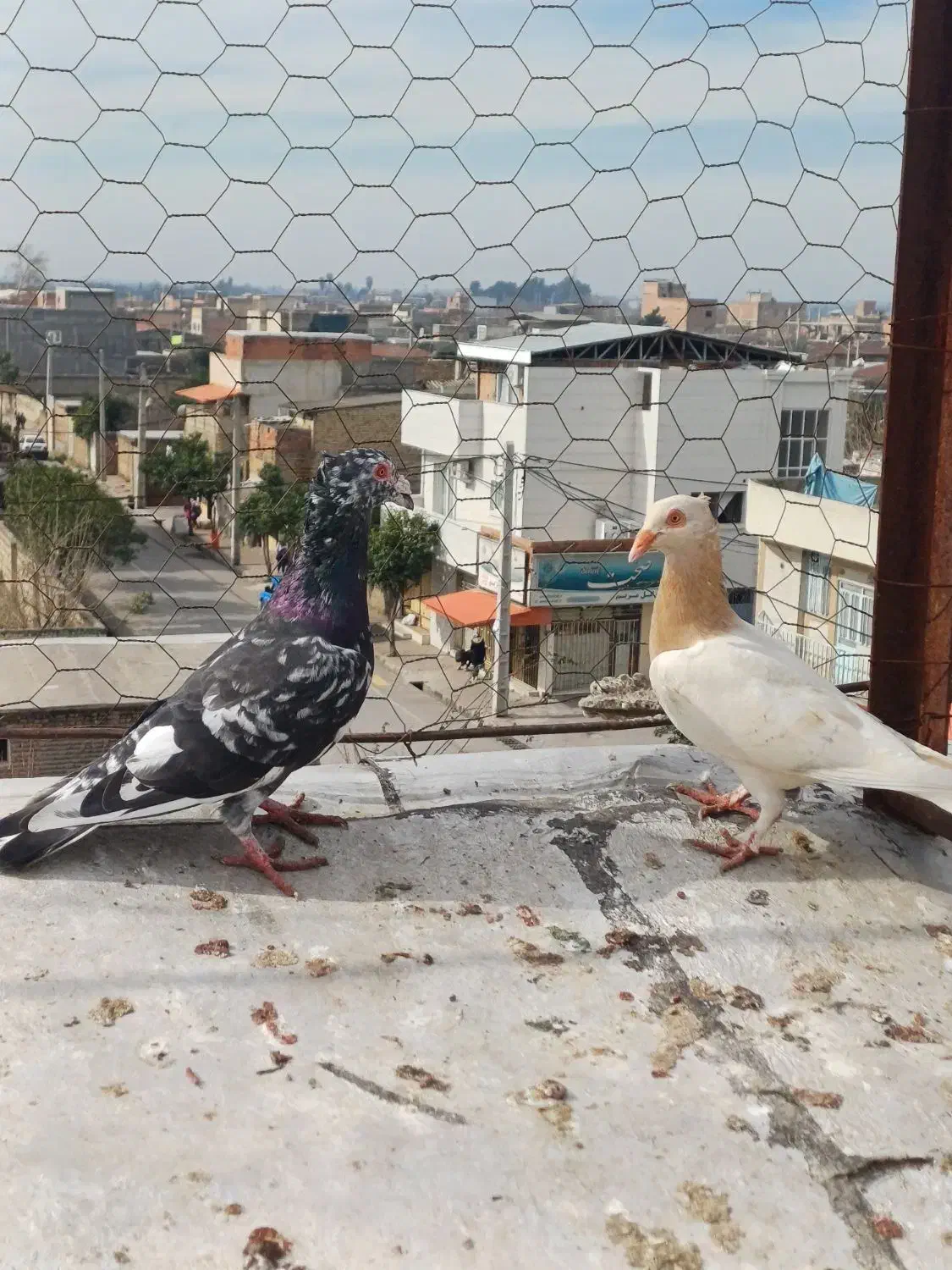 سار کاکل دورگ|پرنده|نگین شهر, |دیوار