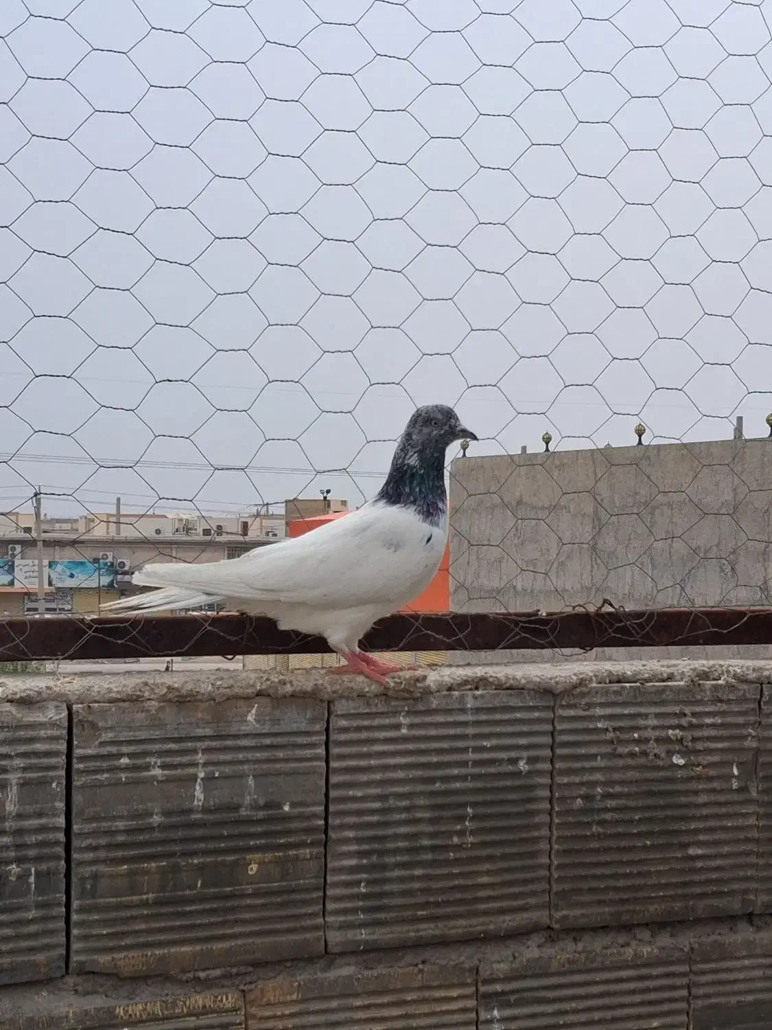 شیخ|پرنده|آبادان, |دیوار