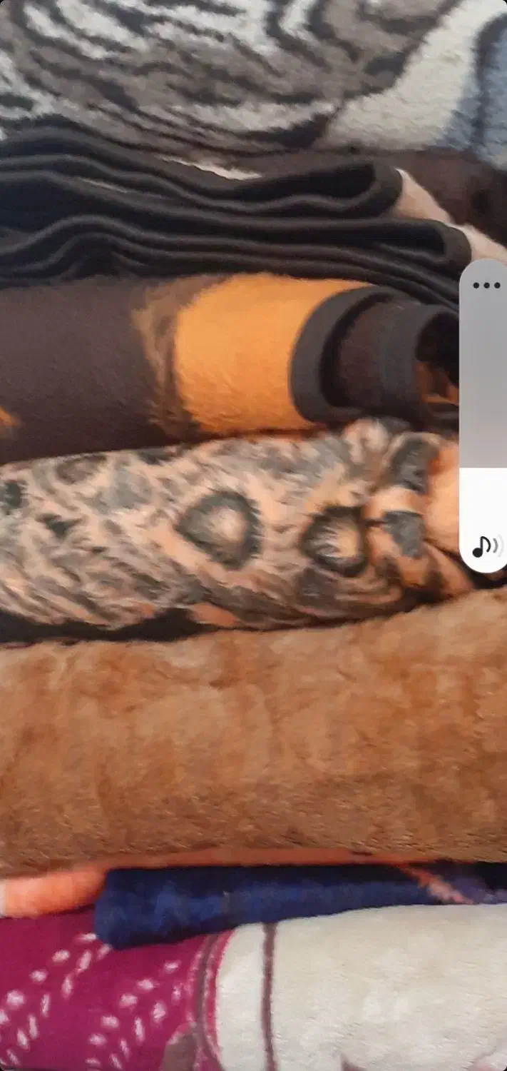 پتو تازه ودسته دوم گلبافت|رختخواب، بالش، پتو|سرپل ذهاب, |دیوار