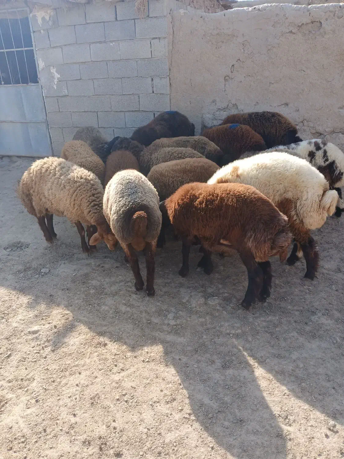 بره نر|حیوانات مزرعه|مراوه, |دیوار