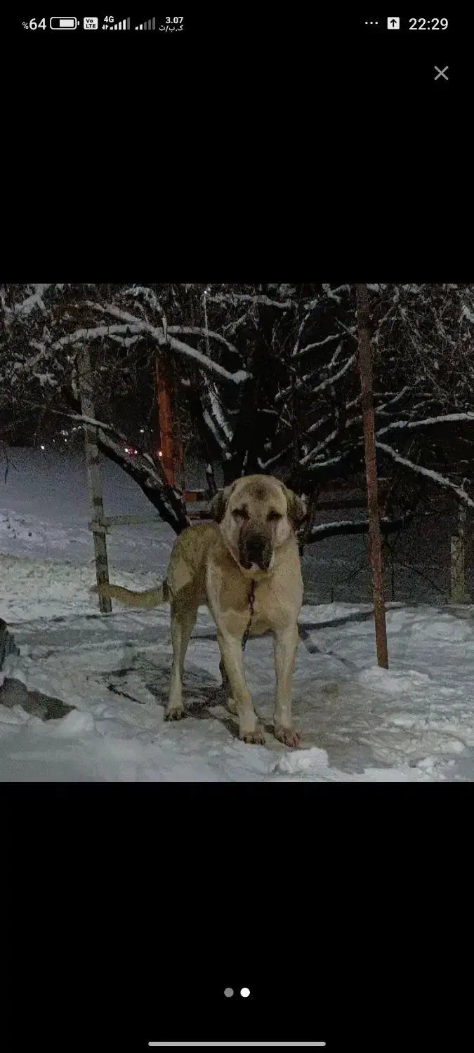 سگ پژدر دزدیده|حیوانات|کامیاران, |دیوار