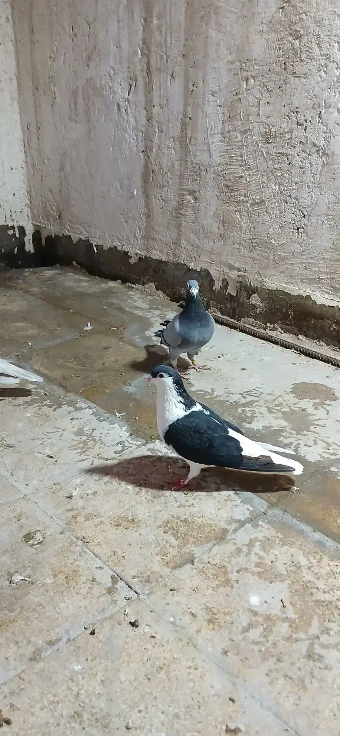 پرنده کفتر ۳ عدد جفتگاه قلدر پرشی المانی رنگه ساده|پرنده|مشهد, کشف|دیوار