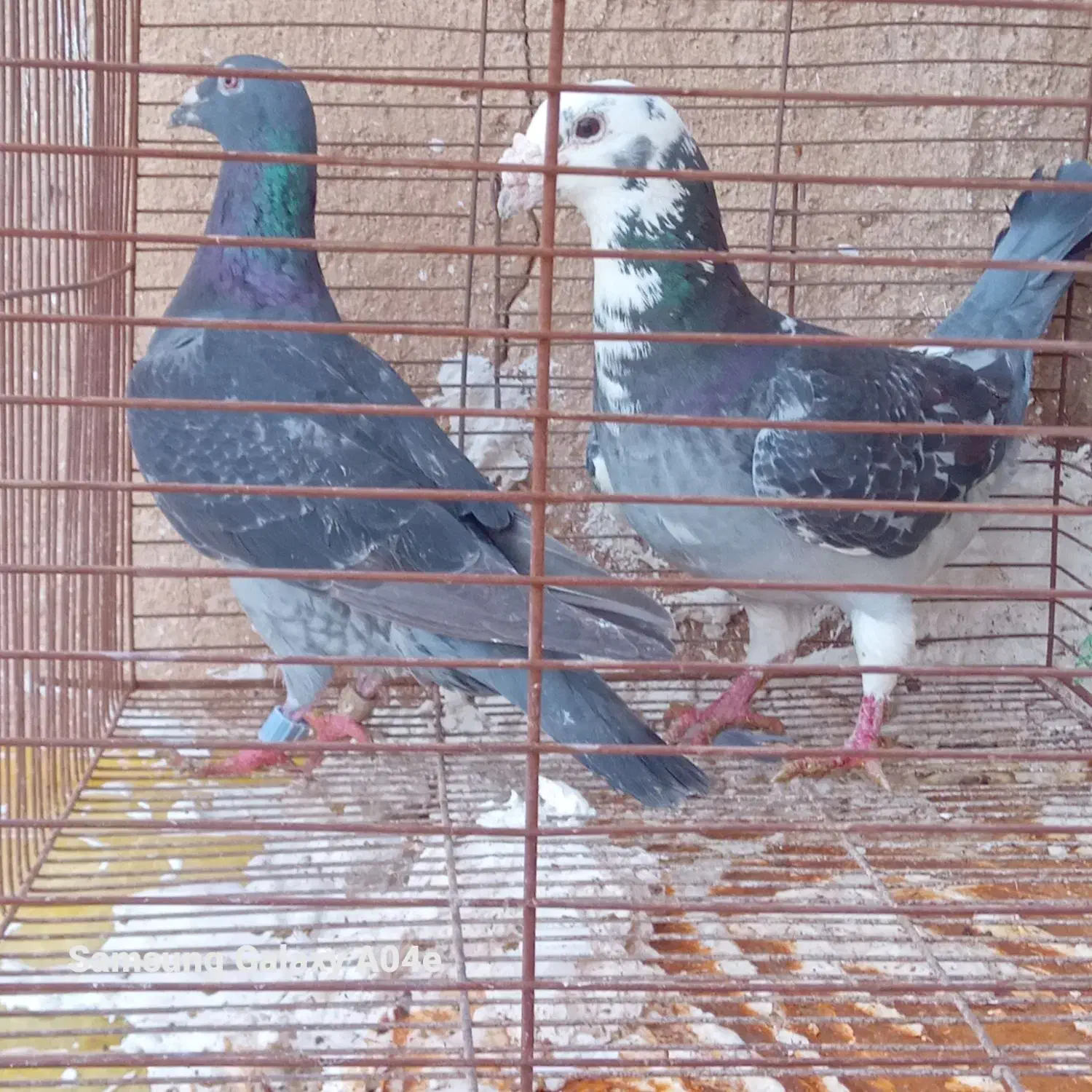 کبوتر|پرنده|گتوند, |دیوار