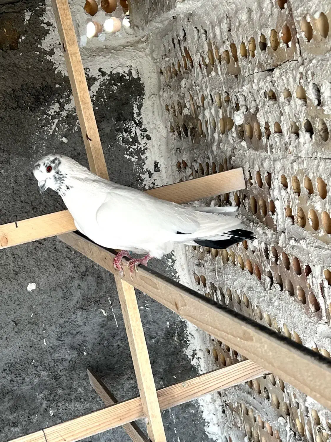 کبوتر جوزی دم سیاه|پرنده|کاشان, مشکات|دیوار