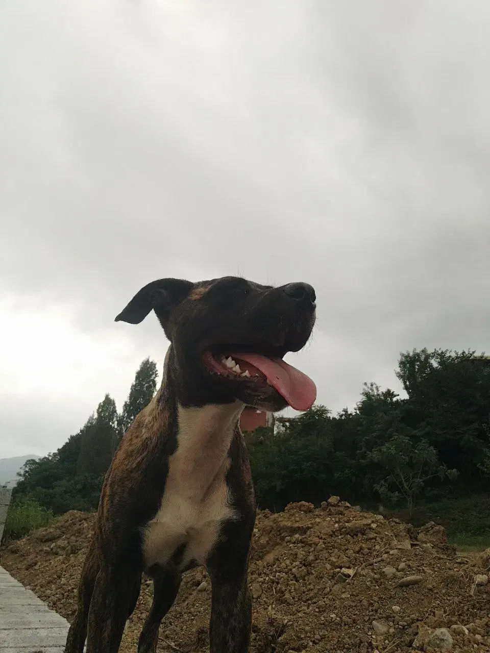 پیت بول ماده اصیل رنگ کمیاب|سگ|شیرگاه, |دیوار