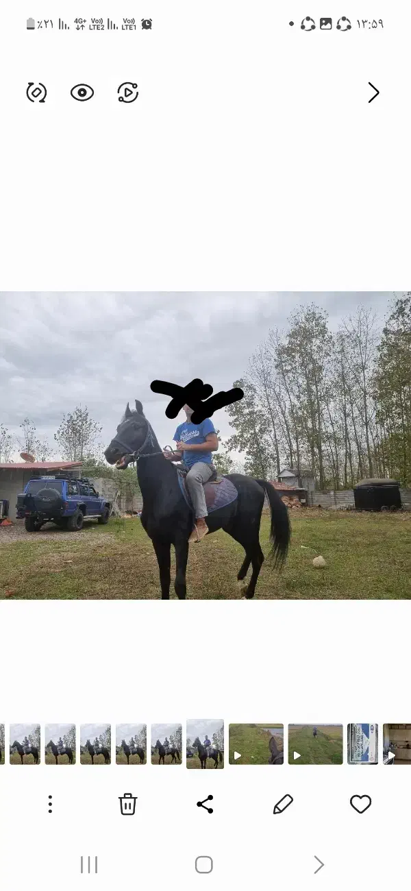 فروش اسب ترکمن با خط خونی خوب با مدارک|اسب و تجهیزات اسبسواری|لولمان, |دیوار