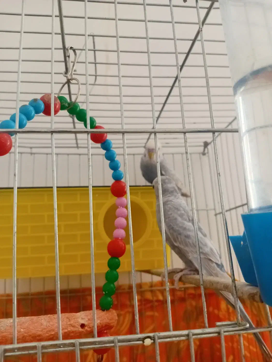 مرغ عشق|پرنده|نوشین شهر, |دیوار