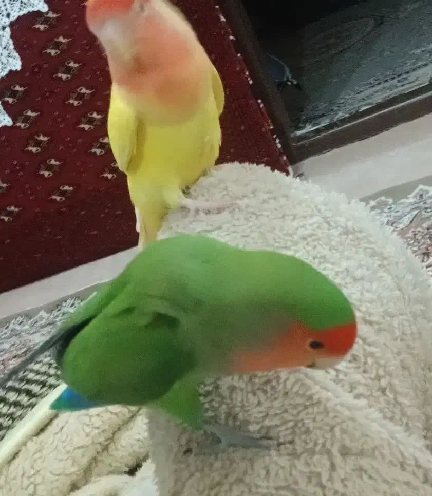 یک جفت طوطی کوتوله برزیلی|پرنده|بجنورد, |دیوار