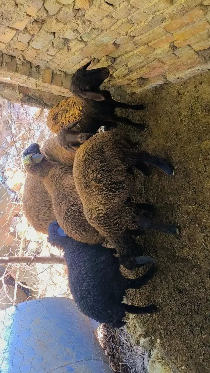 بره گوسفند بزرگ|حیوانات مزرعه|فراغی, |دیوار