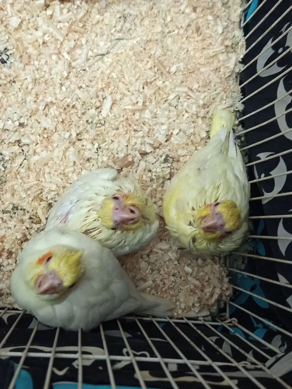 جوجه عروس هلندی سرلاکی|پرنده|قرچک, شهرک طلائیه|دیوار