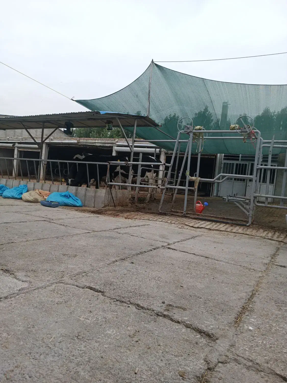 استخدام در دامداری شرکت معتبر|استخدام صنعتی، فنی، مهندسی|مشگین شهر, |دیوار