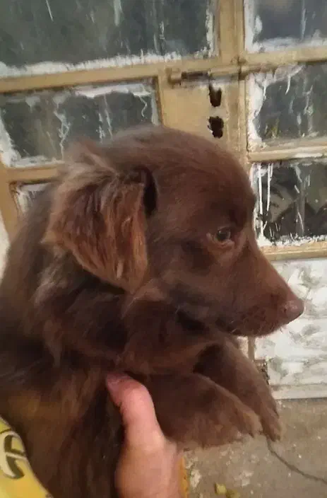 واگذاری سگ پاکوتاه|سگ|شیروان (خراسان), |دیوار