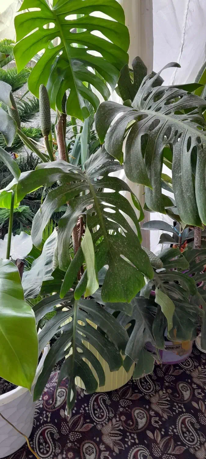 برگ انجیری منسترا امستل طلایی|گل و گیاه طبیعی|خمام, |دیوار