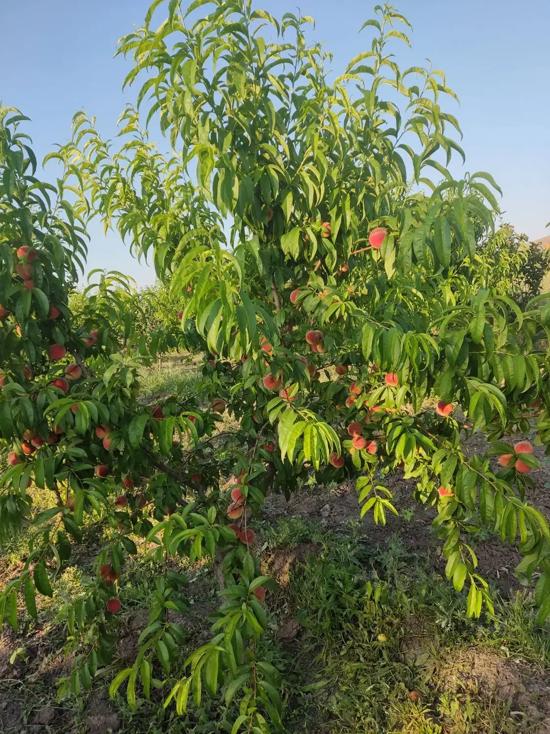 باغ|فروش دفتر صنعتی، کشاورزی، تجاری|فندقلو, |دیوار