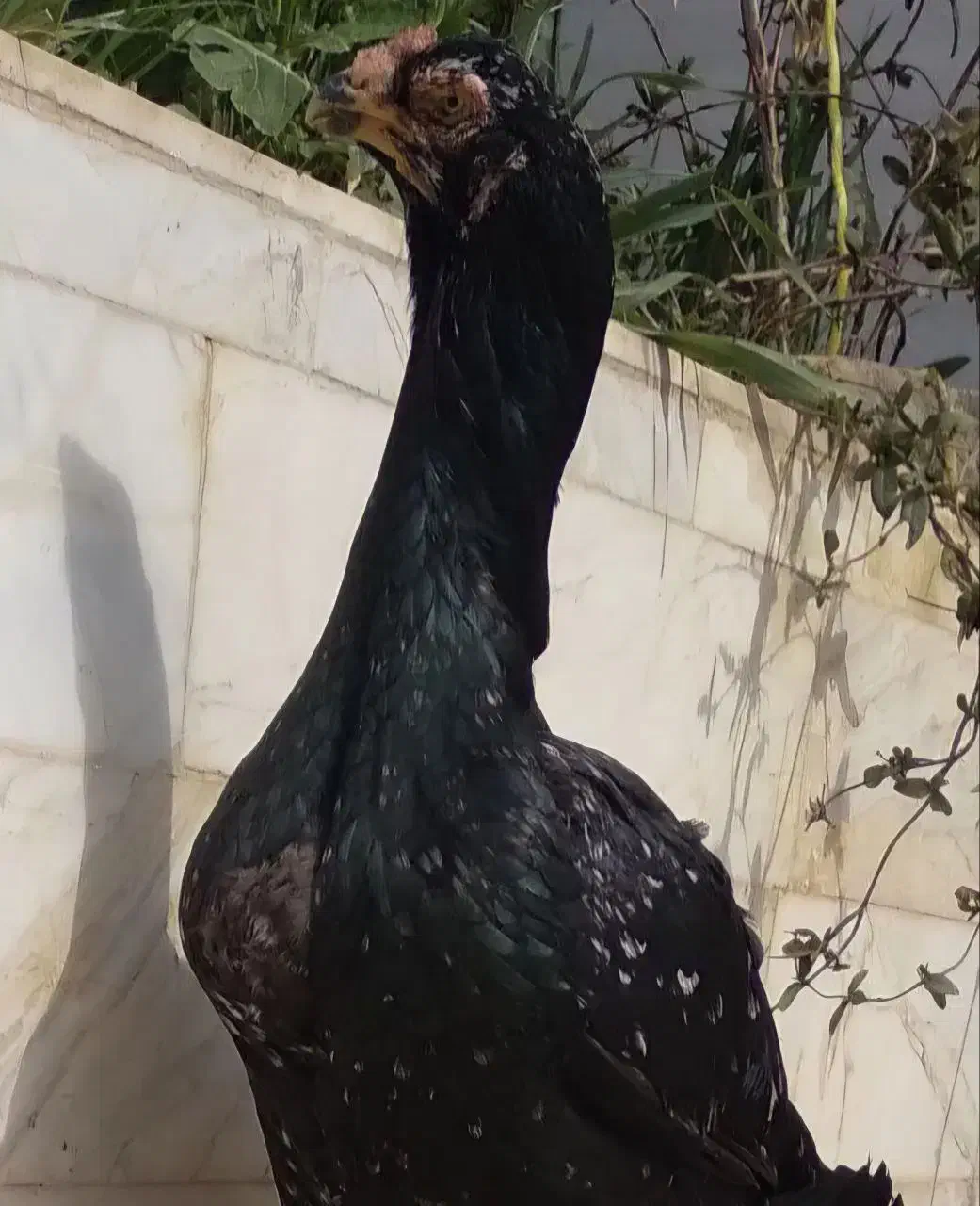 مرغ لاری اصیل|حیوانات مزرعه|خواف, |دیوار