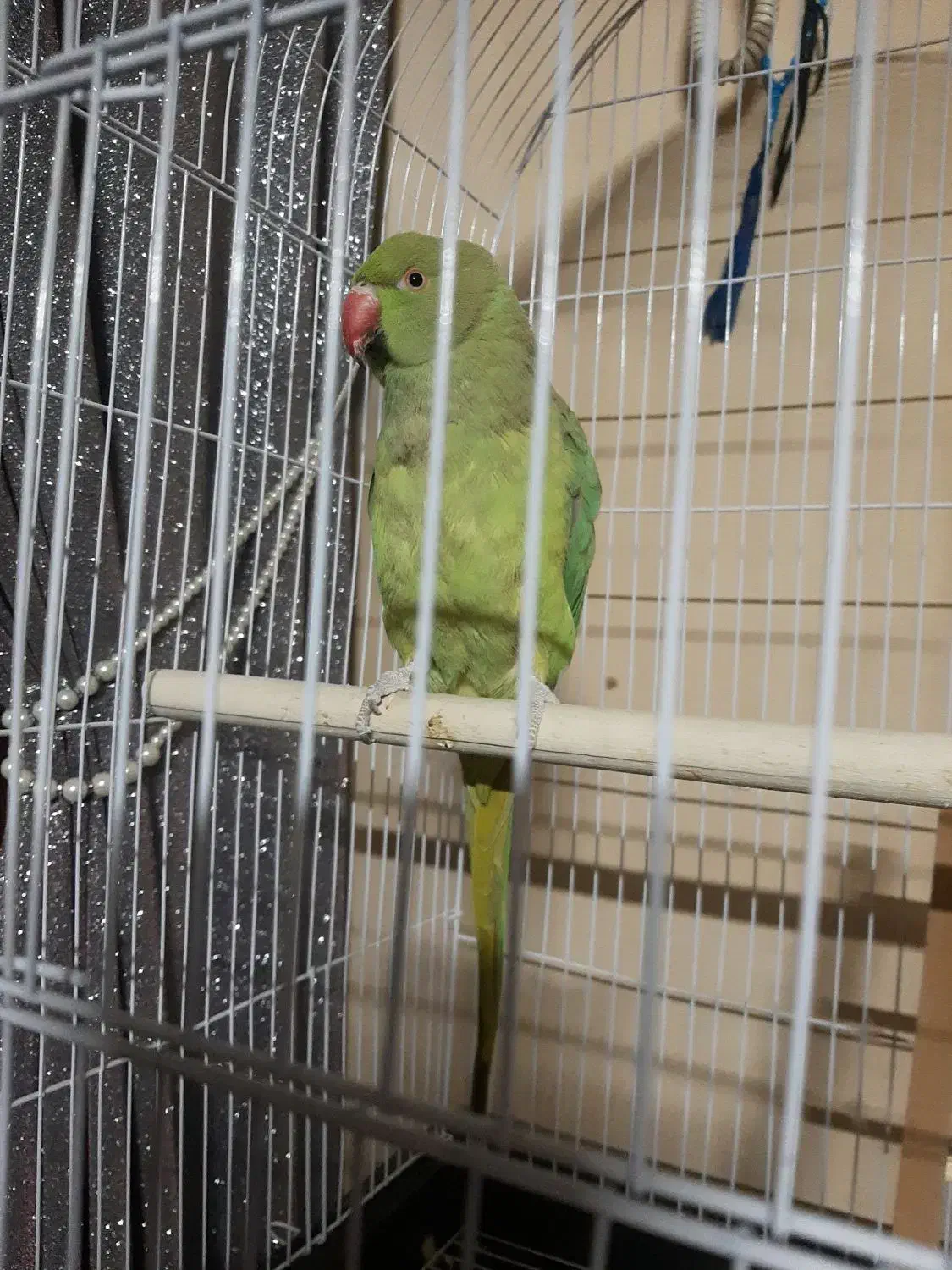 طوطی ملنگو معاوضه با صندلی راک یا مرغ عشق انگلیسی|پرنده|مشهد, شهرک امام هادی (شهرک غرب)|دیوار